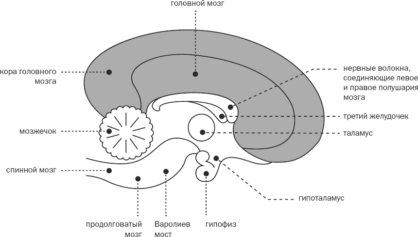 Мозг собаки отделы. Составляющие головного мозга собаки. Отделы головного мозга собаки. Мозг собаки схема. Мозг собаки анатомия.