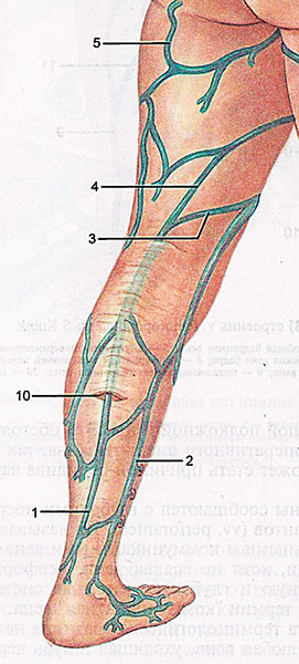 Малая вена. Малая подкожная Вена нижней конечности. Большая подкожная Вена ноги анатомия.