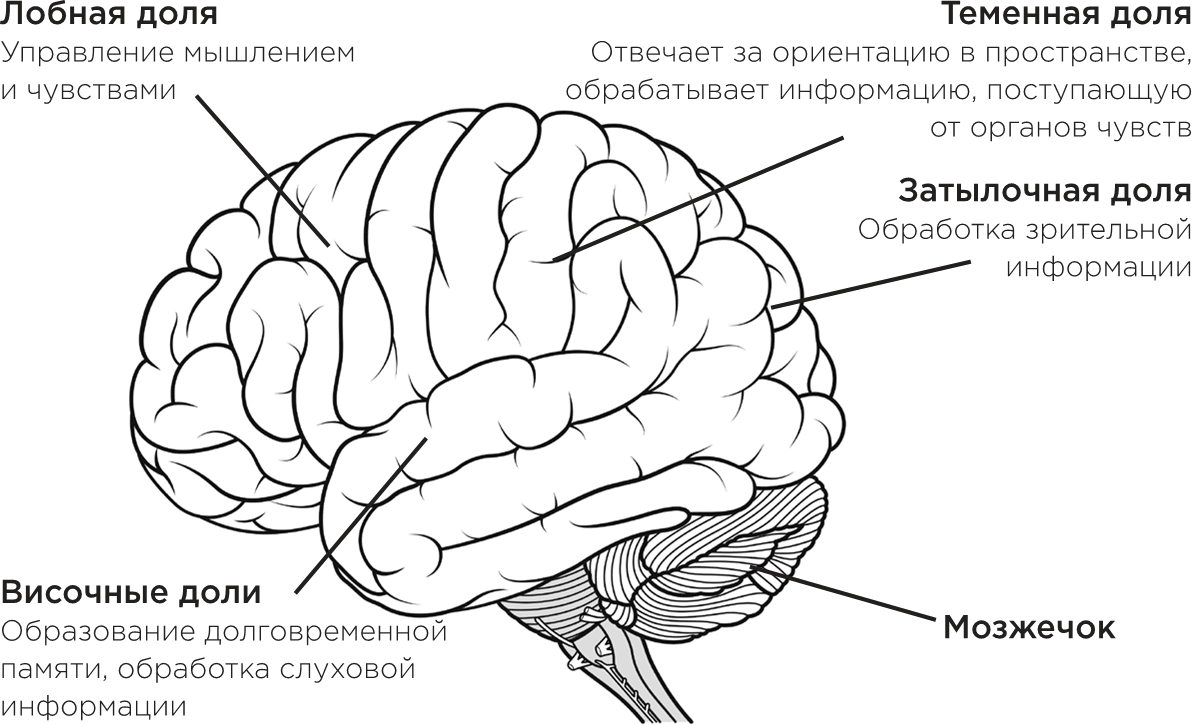 Доли головного мозга схема. Доли коры головного мозга. Доли головного мозга рисунок.