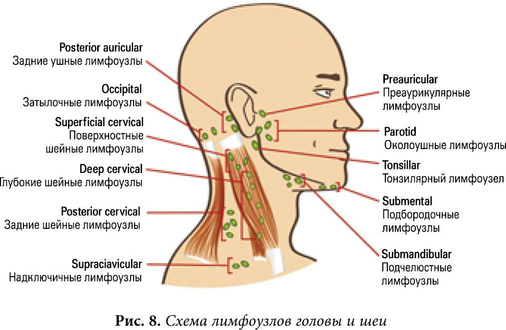 На шее лимфоузлы где расположены у человека. Шейные лимфоузлы расположение и ушные. Схема лимфатической системы головы. Ушные лимфатические узлы анатомия.