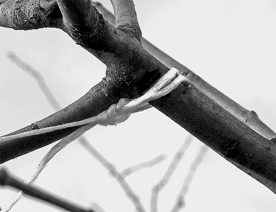 Без обрезки. Без обрезки. Весенняя обрезка плодовых деревьев и кустарников ранней весной. Принципы обрезки плодовых деревьев схема. Обрезка вишни.