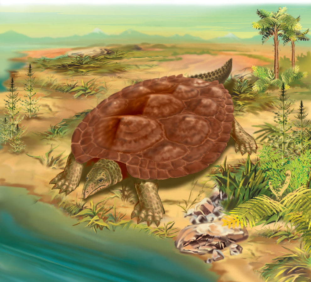 Черепаха приходит первой. Черепахи Триасового периода. Черепаха Карбонемис. Первые черепахи Триасового периода. Черепаха мезозой Триас.