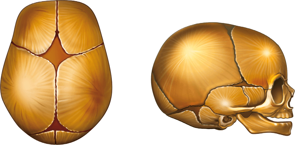 Роднички черепа анатомия. Швы и роднички черепа анатомия. Роднички черепа новорожденного. Строение родничков черепа. Б родничок
