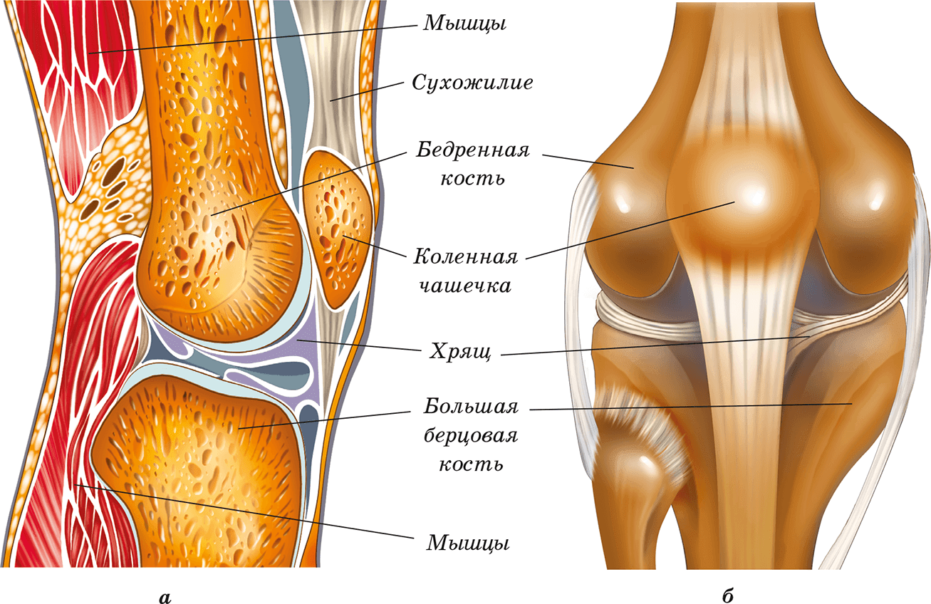 Как устроено колено. Коленный сустав мышцы сбоку. Коленный сустав анатомия вид сбоку. Анатомия коленного сустава Синельников. Коленный сустав кости связки мышцы.