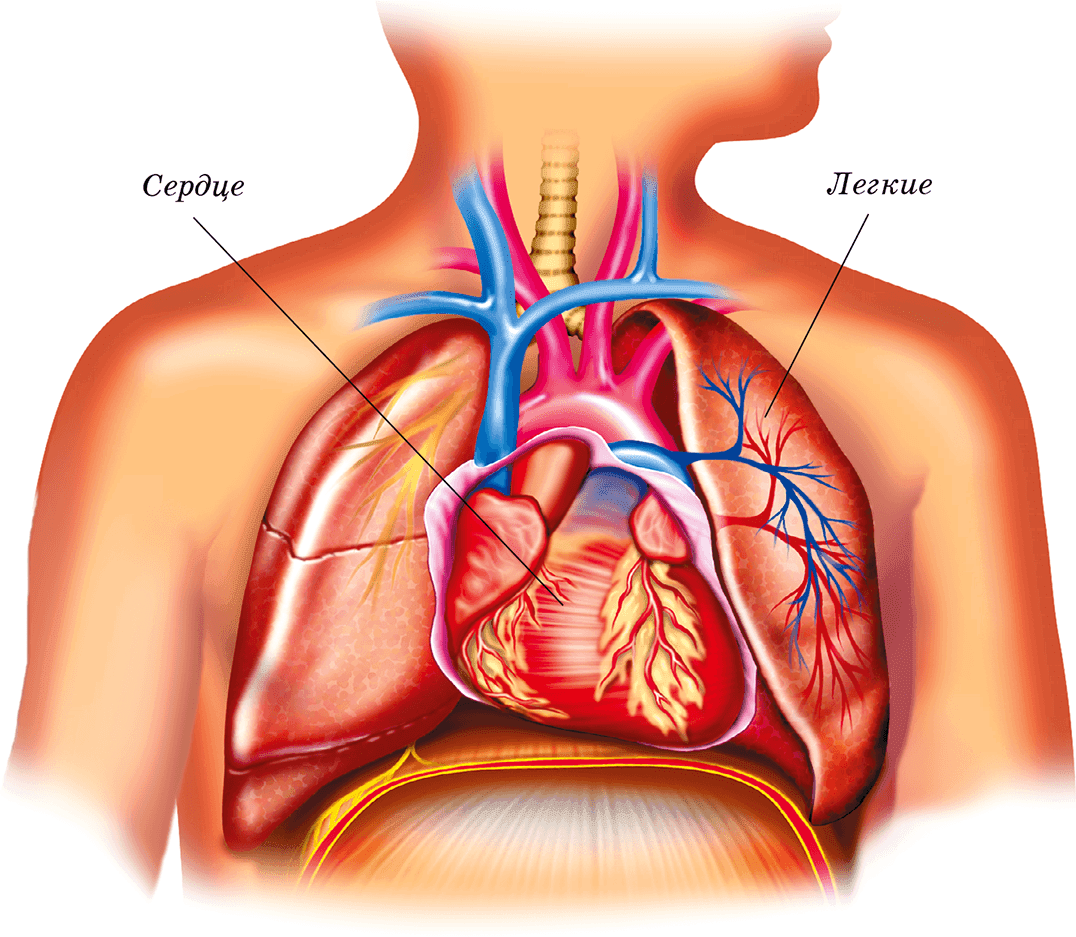 Анатомия сердца и легких. Расположение сердца и легких. Картинок где находится