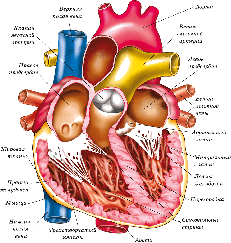 Строение сердца человека рисунок с подписями на русском