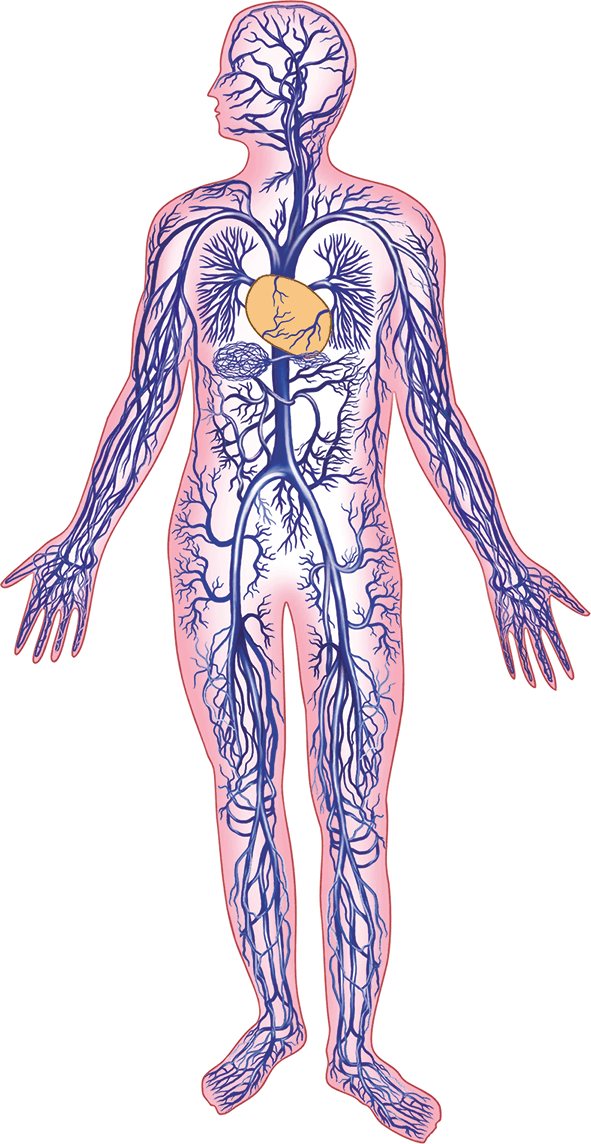 Вены на теле человека фото с описанием