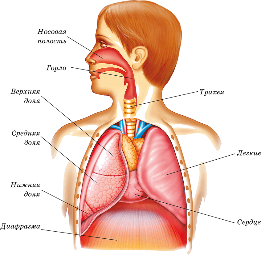 Где находятся легкие. Лёгкие человека расположение. Внутренние органы легкие. Расположение органов легкие. Анатомия человека внутренние легкие.