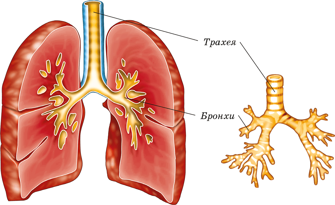 Строение легких. Строение легкого человека. Строение легких рисунок. Легкое анатомия.