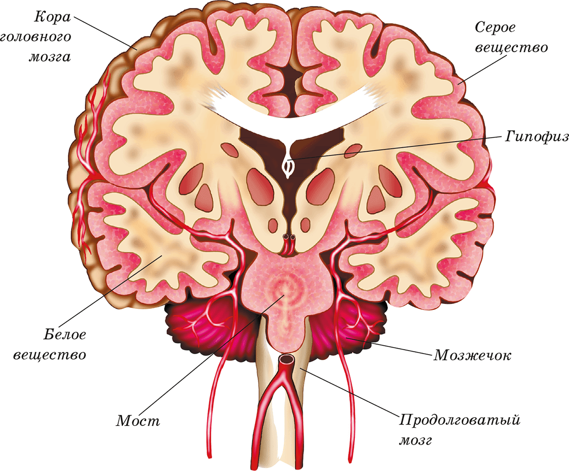Строение серого вещества головного мозга. Серое и белое вещество головного мозга анатомия. Головной мозг строение серое и белое вещество. Строение белого вещества головного мозга. Что находится в сером веществе