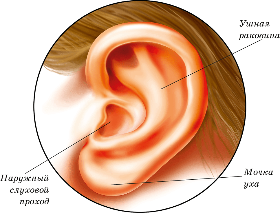 Внешняя ушная раковина. Строение наружного уха анатомия. Строение ушной раковины анатомия. Строение раковины уха снаружи. Строение уха и ушной раковины.