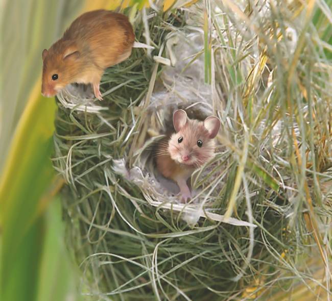 Мышиные гнезда фото