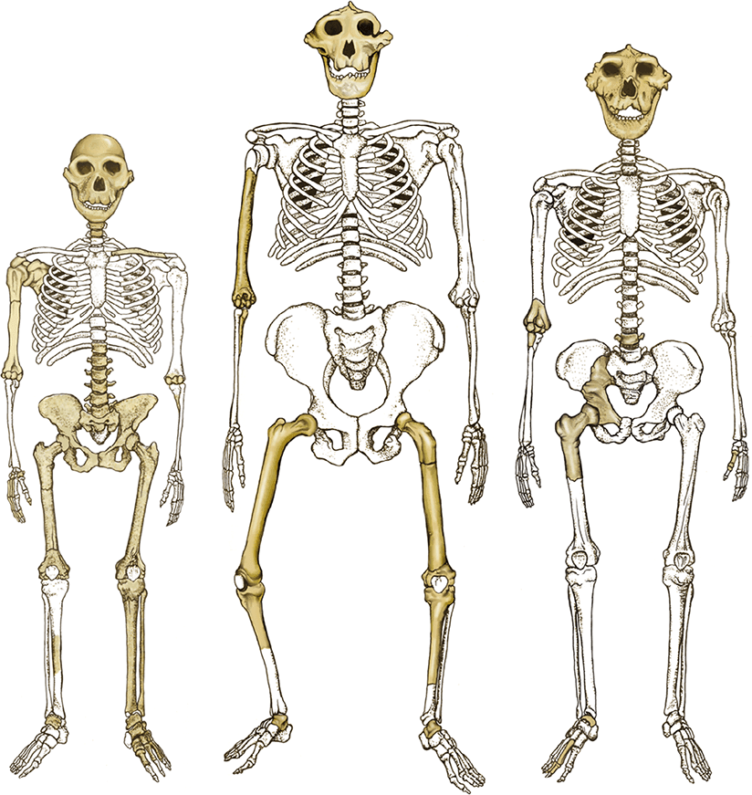 Особенности формы скелета. Скелет Люси австралопитек. Строение скелета австралопитека. Скелет австралопитека и человека.
