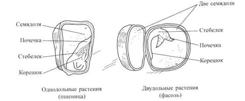 Строение семени гороха рисунок