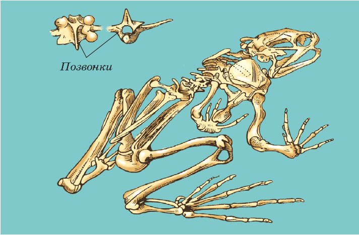 Скелет лягушки позвоночник. Скелет земноводных лягушки. Скелет лягушки биология 7 класс Константинов. Скелет лягушки кости позвоночника. Скелет лягушки рис 128.