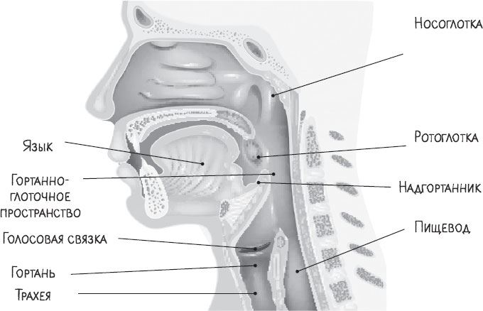 Схема носоглотки человека