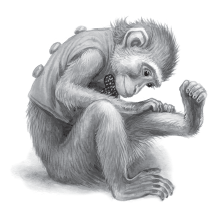 Жидков обезьян. Иллюстрация про обезьянку. Обезьянка Яшка. Рисунок про обезьянку Яшку. Про обезьянку Житков иллюстрации.