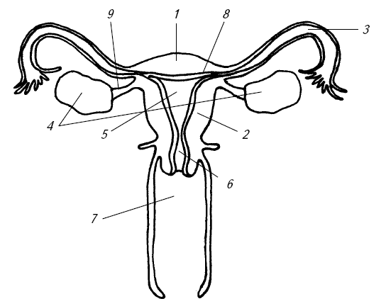 Органы составляющие женскую половую систему. Схема строения матки. Матка схема анатомия. Внутренние половые органы женщины. Строение внутренних половых органов.