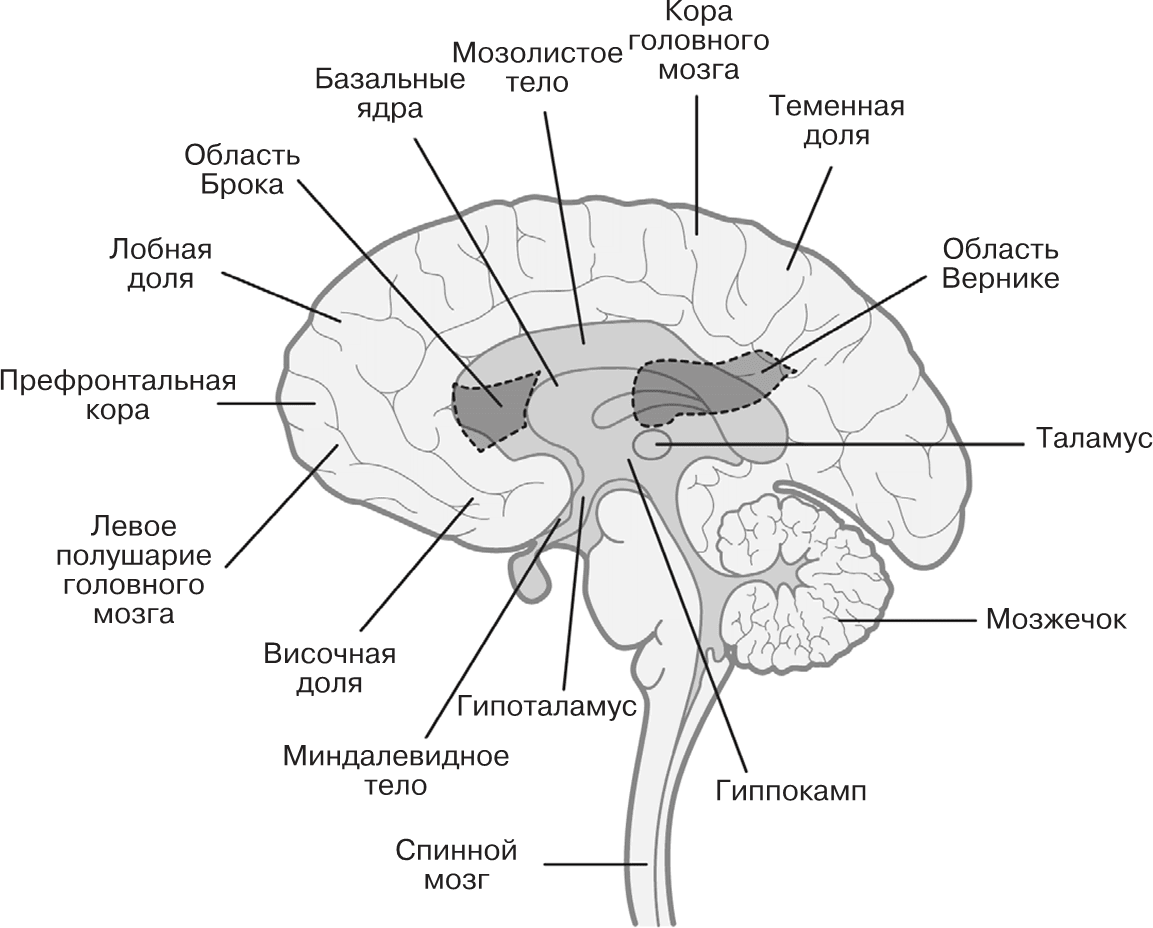 Части мозга. Отделы головного мозга схема. Строение головного мозга спереди. Головной мозг вид сбоку основные отделы. Строение головного мозга схематично.