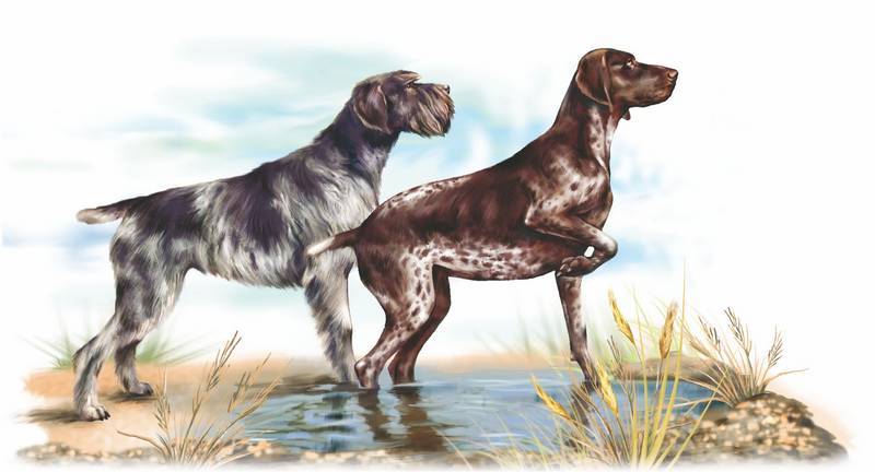 Рассмотрите фотографию собаки породы немецкий дратхаар. Сеттер Пойнтер Курцхаар. Курцхаар и сеттер. Курцхаар дратхаар и сеттер. Дратхаар и гончие.