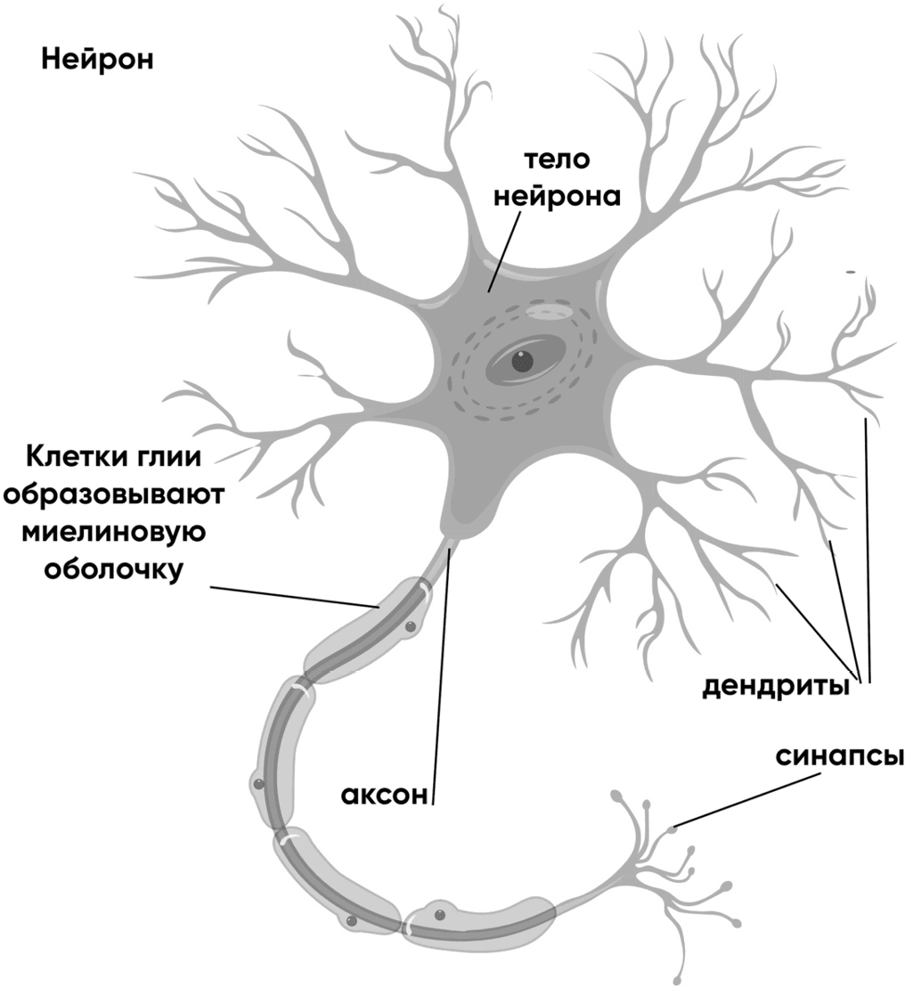 Короткие ветвящиеся отростки нервных клеток. Аксон это длинный отросток нейрона. Строение нейрона. Строение аксона нейрона. Аксон длинный отросток нейрона клетки.