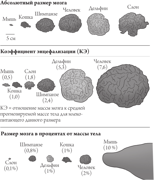 Объем головного мозга наибольшее. Размер мозга. Размер мозга человека. Размер и объем мозга человека. Размер мозга животных и человека.