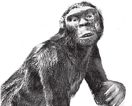 Оррорин. Парантропы. Человек неразумный. Ардипитек кадабба. Человек тысячелетия оррорин.