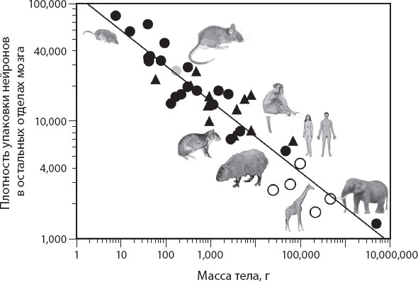 На рисунке изображена зависимость между массой особи и численностью вида млекопитающих