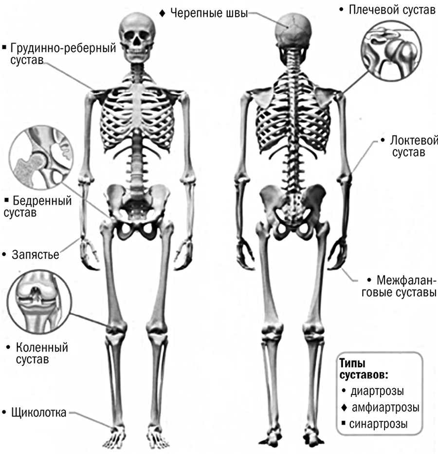 Какие есть суставы. Суставы человека. Название суставов человека. Схема суставов человека. Кости и суставы человека.