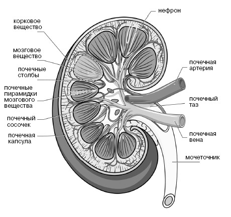 Рисунок почечной капсулы