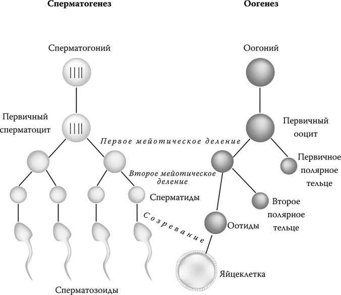 Схема сперматогенеза и оогенеза