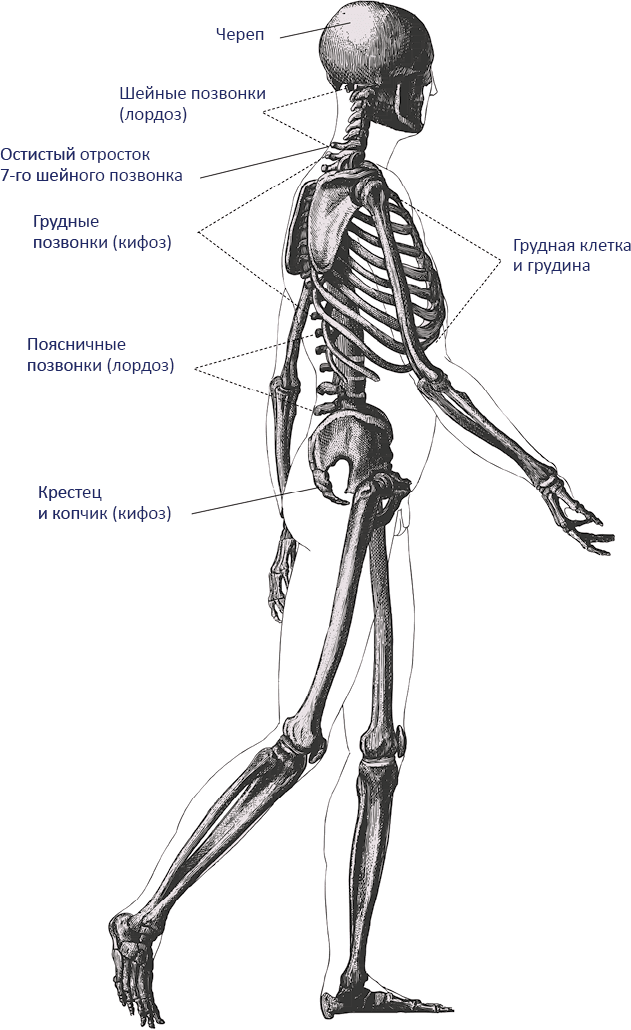 Скелет сбоку рисунок