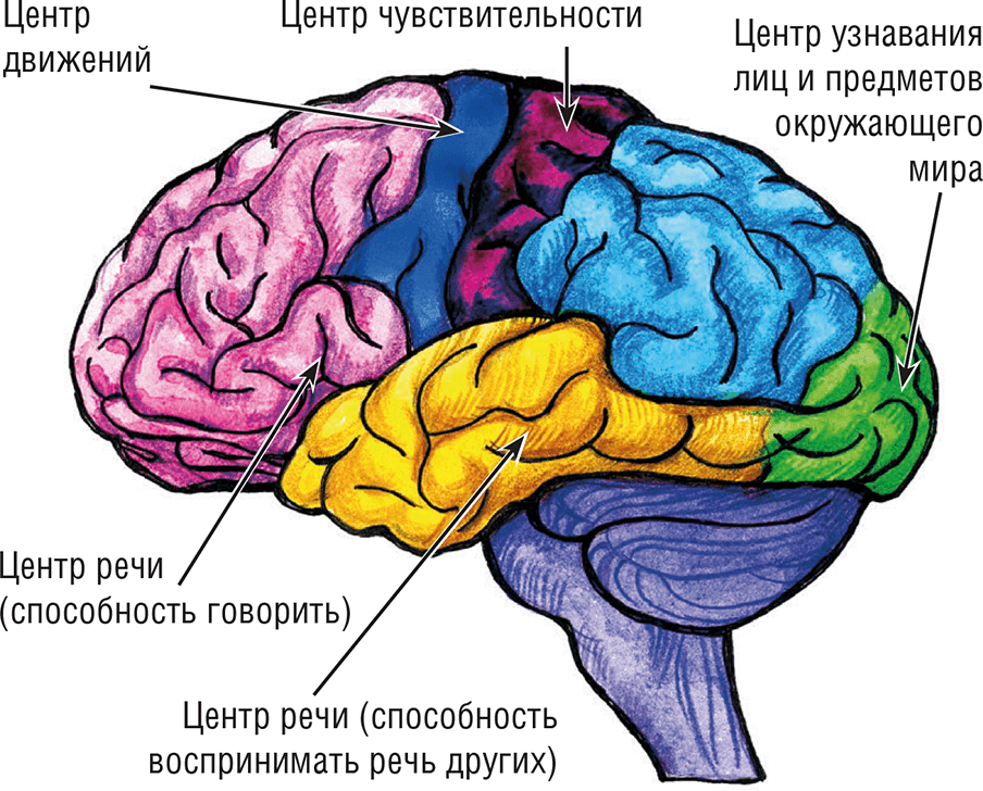 Центральная структура головного мозга. Строение коры головного мозга человека. Строение головного мозга доли коры.
