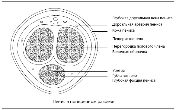 Кавернит