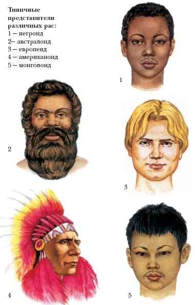Какие волосы у разных рас