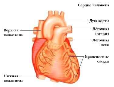 Состояние сердца. Энциклопедия про сердце.