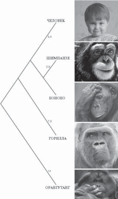 Хромосомы шимпанзе. Филогенетическое Древо человек Ревун орангутан. Геном человека и шимпанзе. Древо человека и человекообразных обезьян. Гены человека и обезьяны.