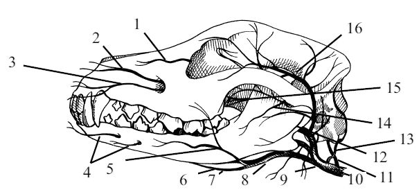 Схема артерий головы лошади