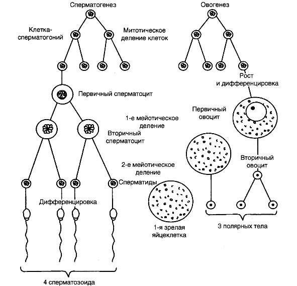 Полярное тельце результат фазы размножения овоцит первого. Схема сперматогенеза и овогенеза. Схема овогенеза и гаметогенеза. Схема основных этапов сперматогенеза и овогенеза. Схема процесса овогенеза.
