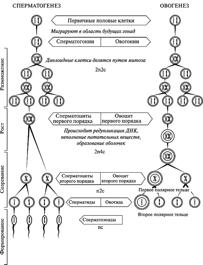 Описание сперматогенеза. Период сперматогенез оогенез таблица. Схема сперматогенеза и овогенеза. Таблица стадии гаметогенеза овогенез. Таблица стадий сперматогенеза и овогенеза.