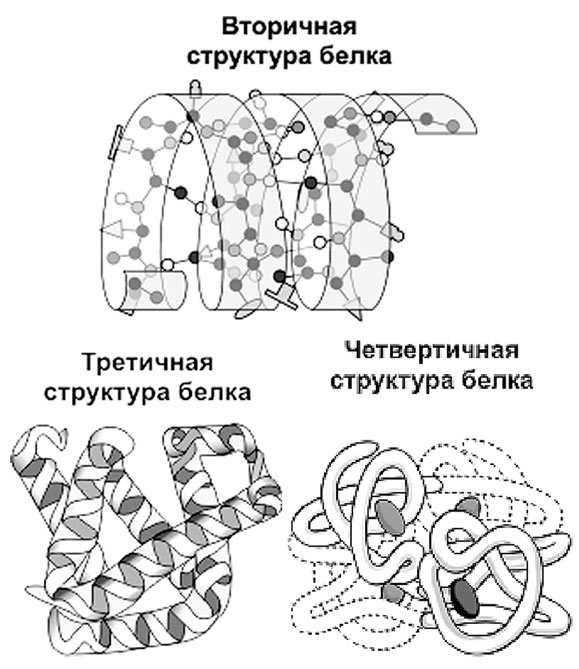 Третичная структура белка рисунок