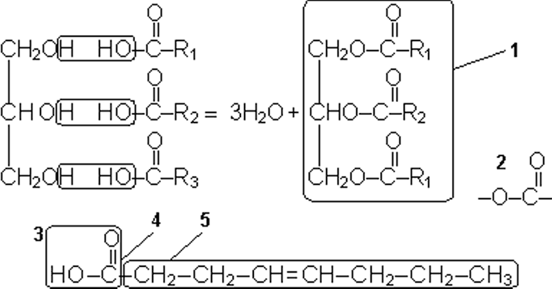 Вещество соответствующее общей формуле cn h2o m. Сложноэфирная связь в липидах. Сложноэфирная связь в фосфолипидах. Сложноэфирная связь в глицеролипиде. Сложноэфирная связь триглицеридов.