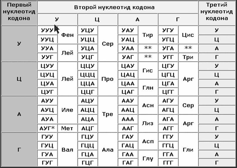 Сколько кодонов в днк. Таблица кодонов РНК. Таблица кодонов аминокислот. Таблица триплетов. Таблица аминокислот и триплетов.