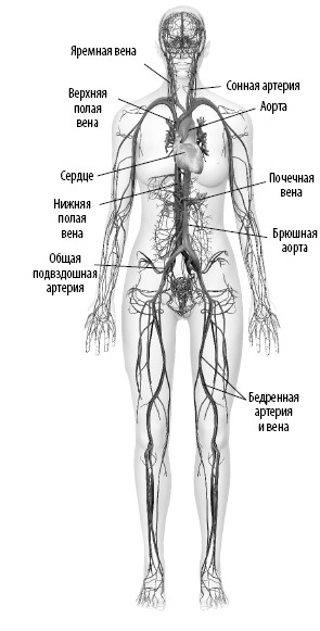 Взламывая анатомия. Взламывая анатомию.