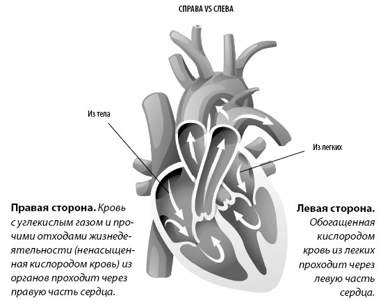 Взламывая анатомия. С какой стороны находится сердце слева или справа.