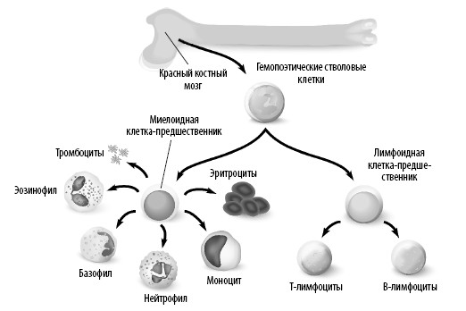Гемопоэтическая стволовая клетка презентация