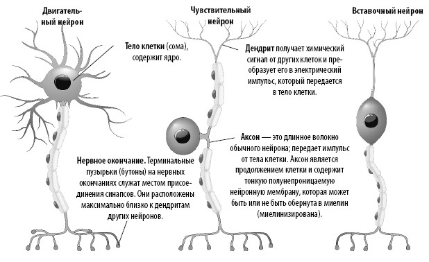 Чувствительные вставочные нейроны. Дендрит чувствительного нейрона. Дендрит афферентного нейрона. Аксон вставочного нейрона. Вставочный Нейрон строение.