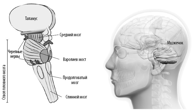 Взламывая анатомия. Строение отделов ствола головного мозга. Задний мозг. Кен окона-Менса. Взламывая анатомию. Ствол головного мозга таблица.