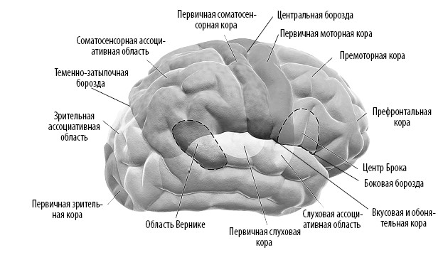 Взламывая анатомия. Миндальная доля мозга. Доли мозга и их функции массажа. Рисунок основные функции долей мозга из книги Козлова. Кен окона Менса взламывая мозг.