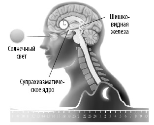 Шишковидная железа книга